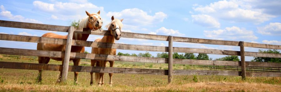 Hawkes Bay farm fenced by fencing contractors